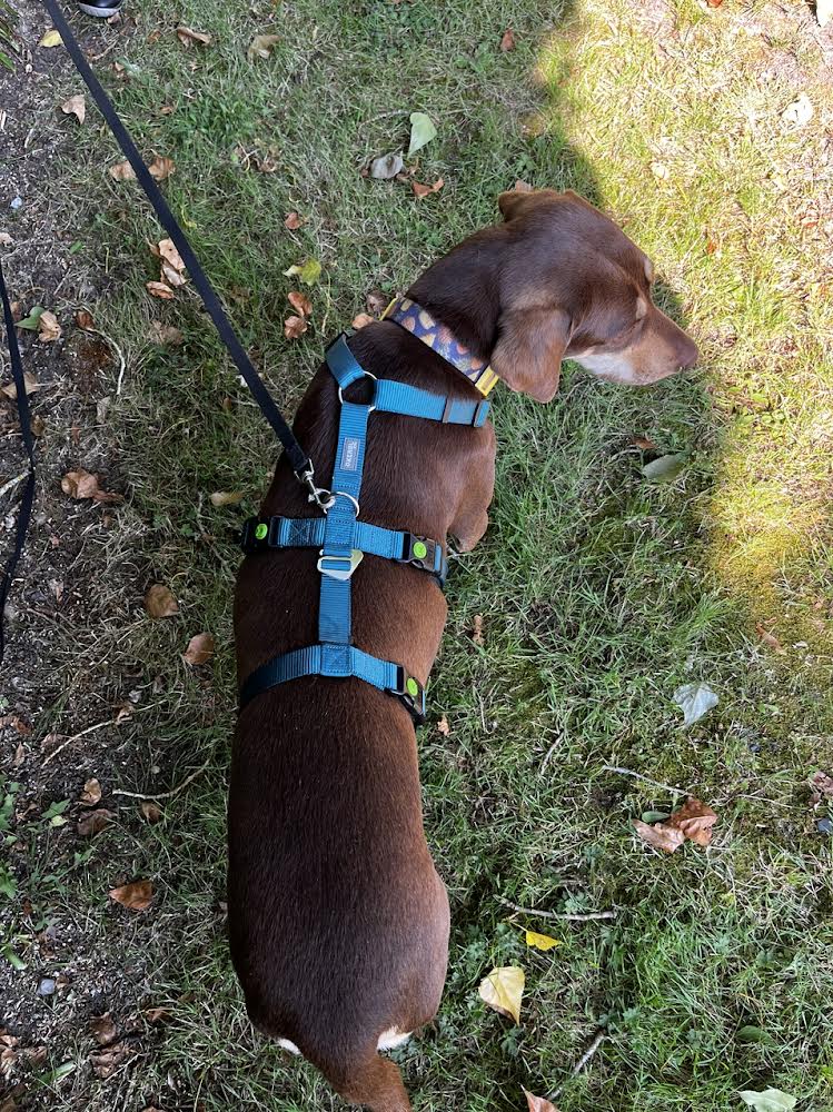 Kerbl escape-proof harness detail