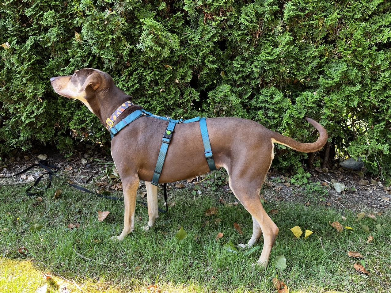 Kerbl escape-proof harness detail