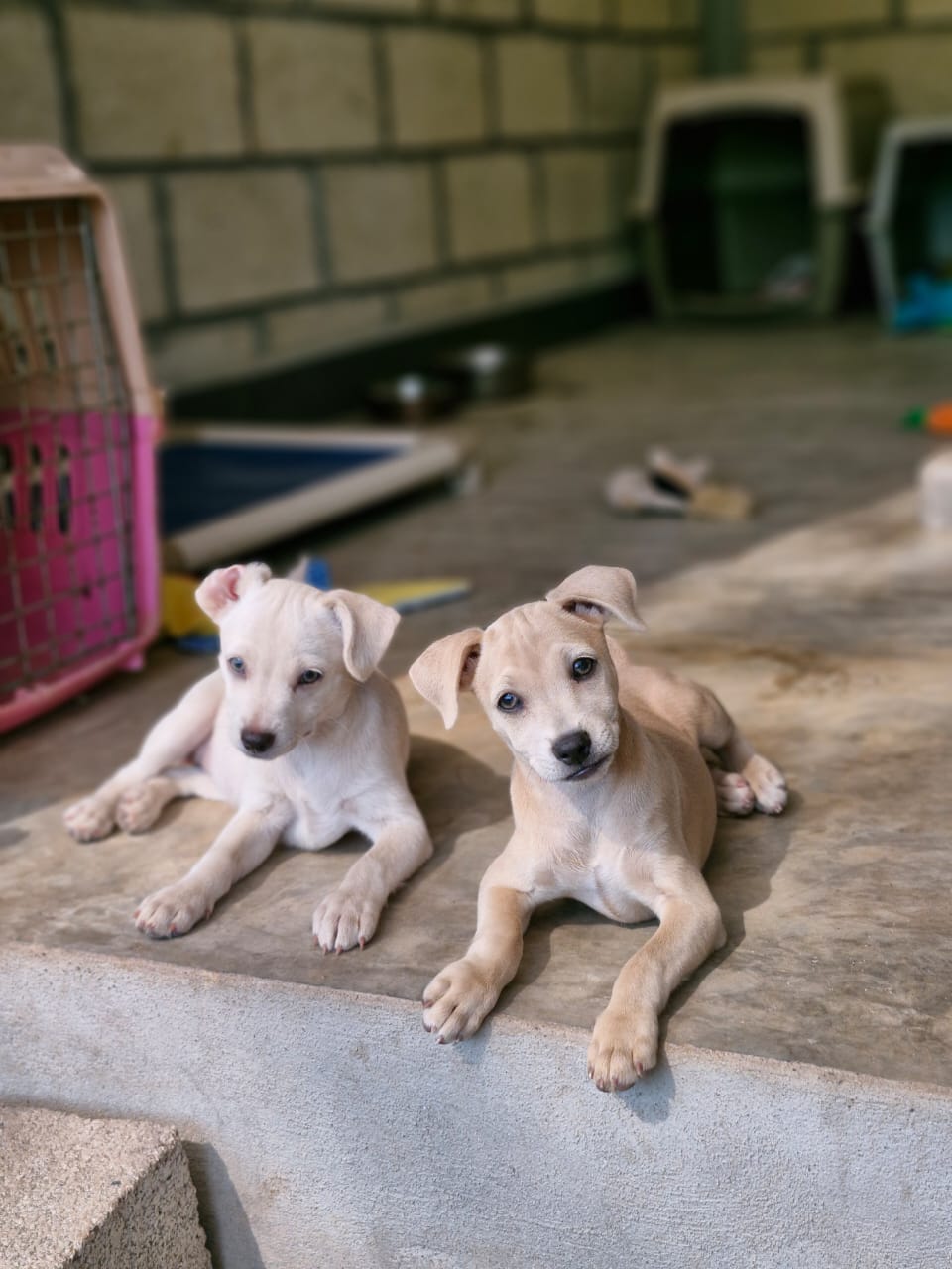 A past PVCA rescue