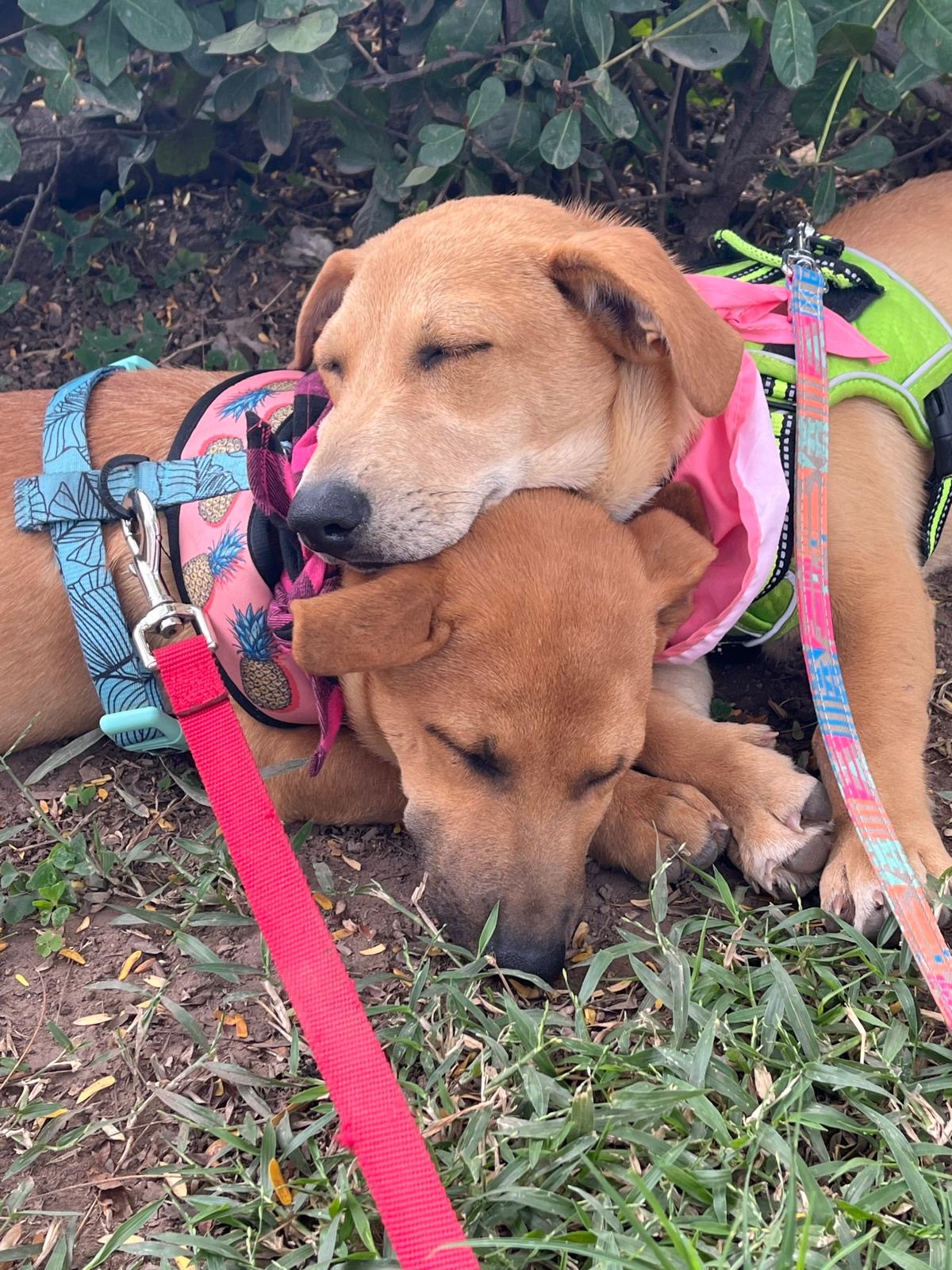 A past PVCA rescue