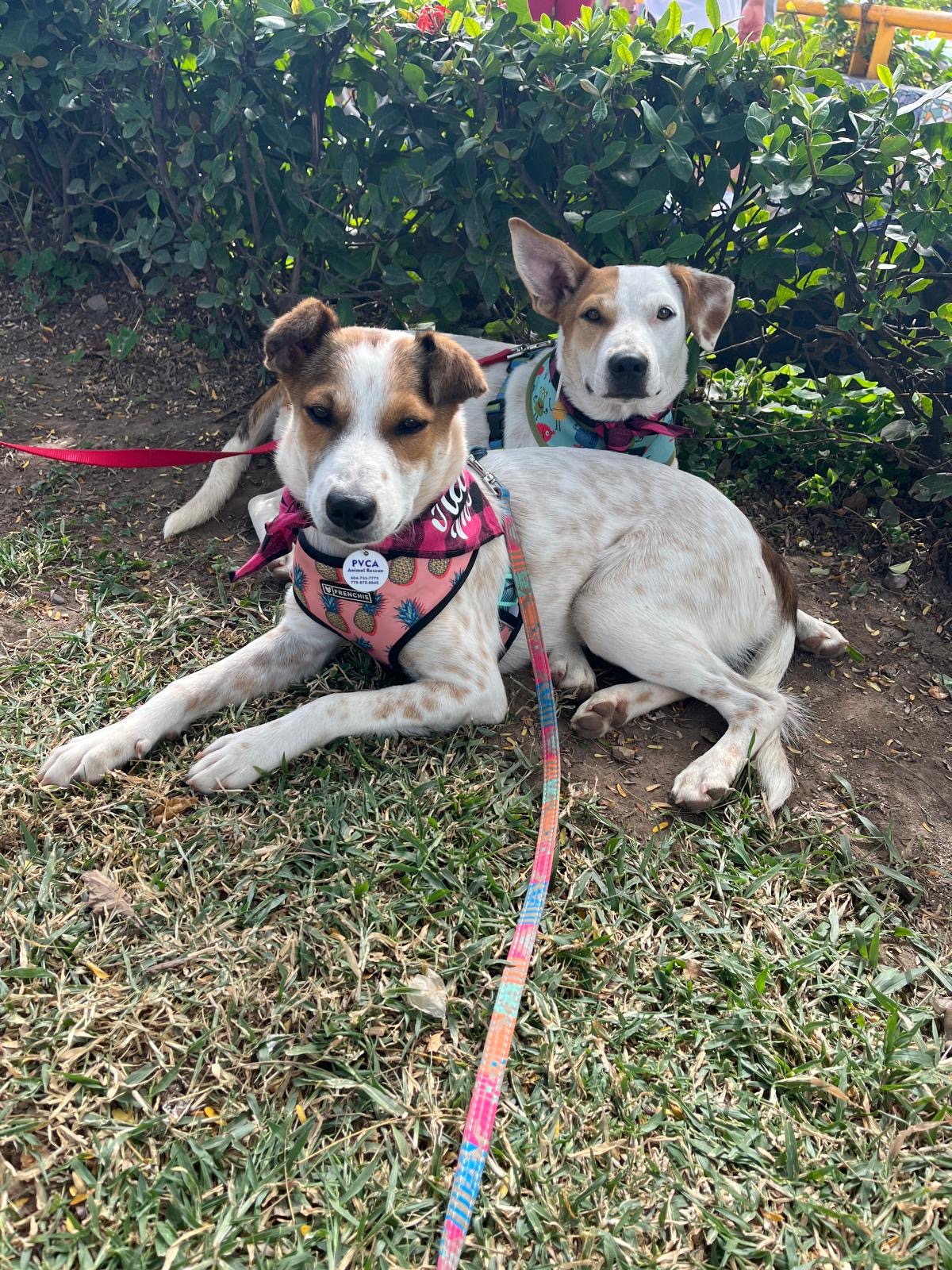 A past PVCA rescue