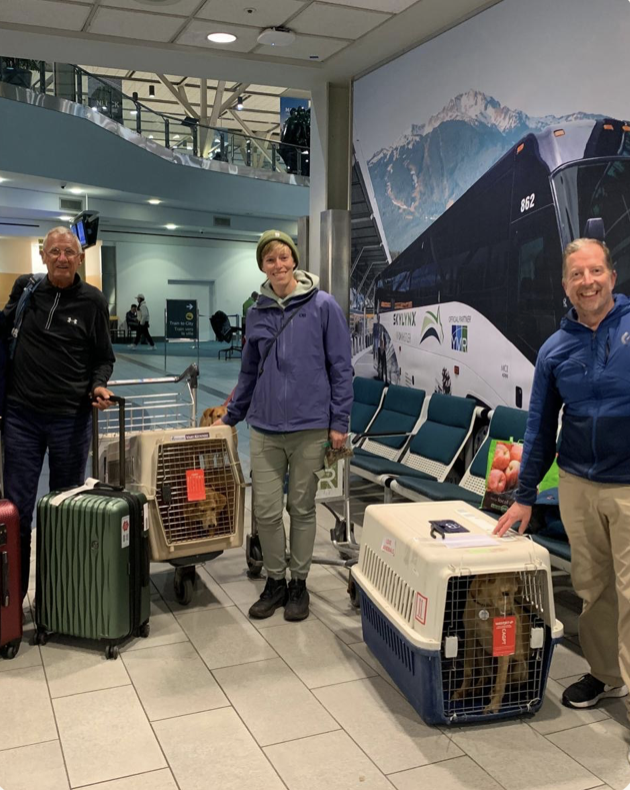 PVCA volunteers and Flight Angels arriving in Canada with rescue dogs in travel crates