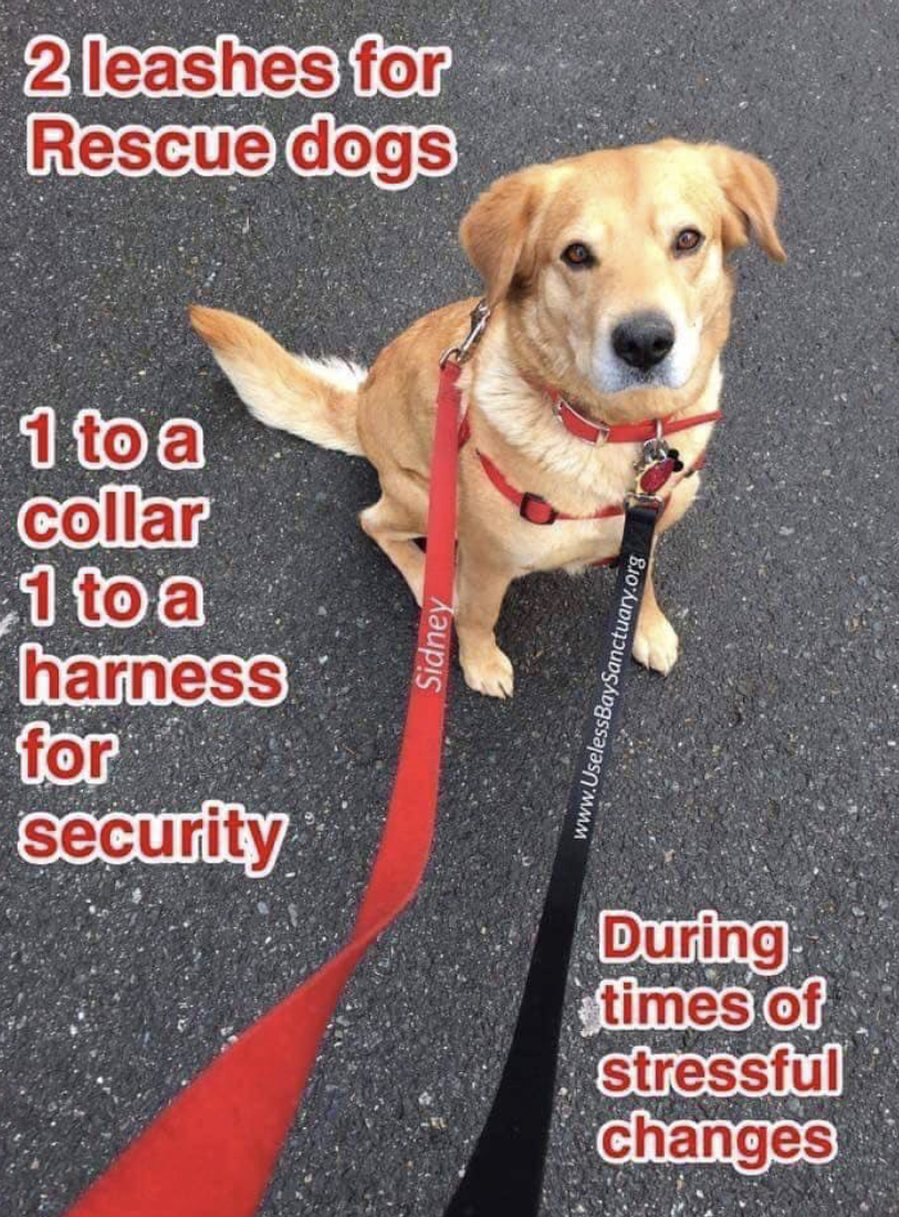 Two leashes for rescue dogs — one to the collar and one to the harness for security