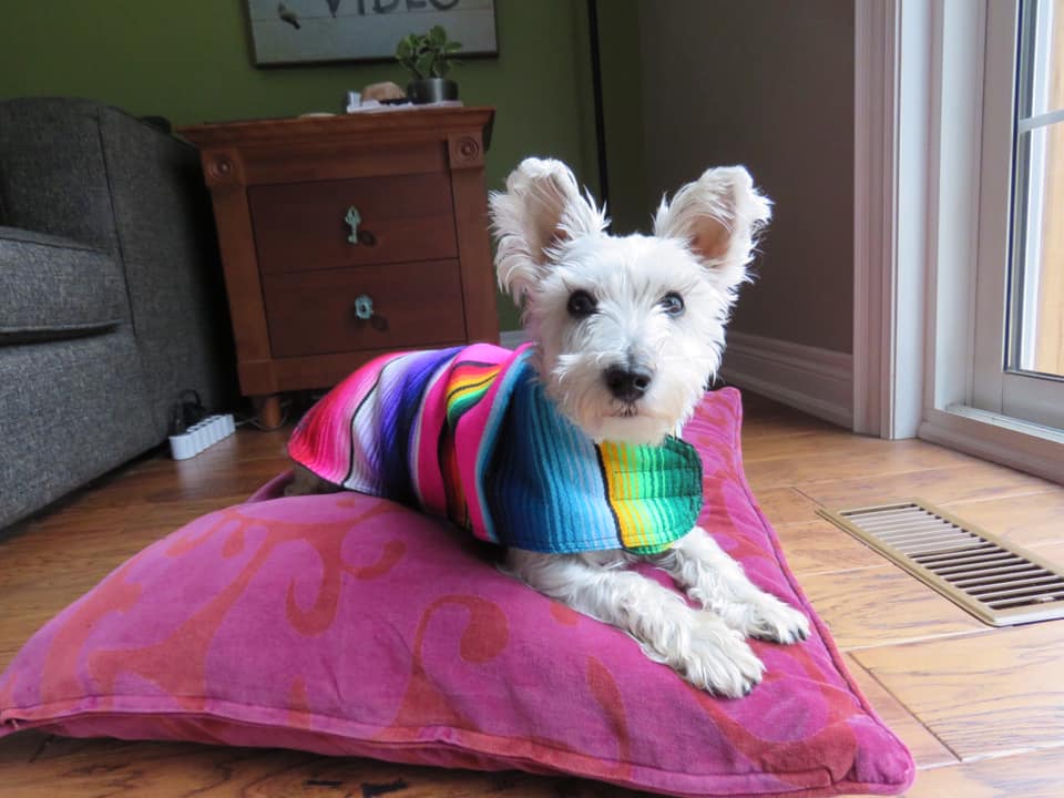 A small white terrier wrapped in a rainbow serape sweater, resting on a pillow